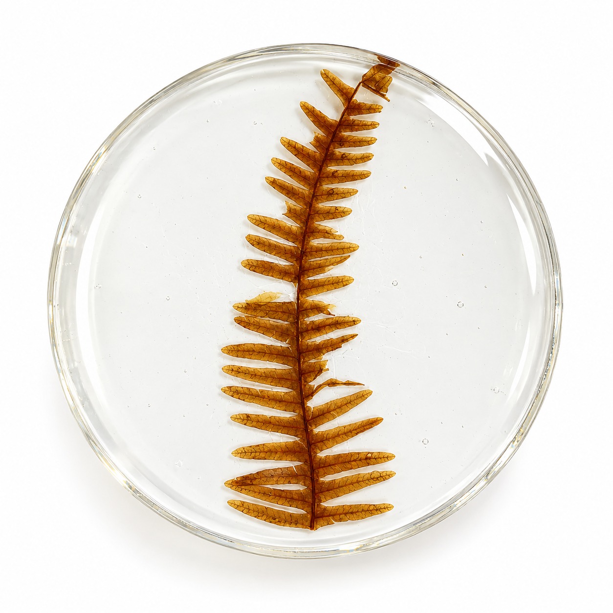 Resin Luxury Tea Coaster (6 Pcs)